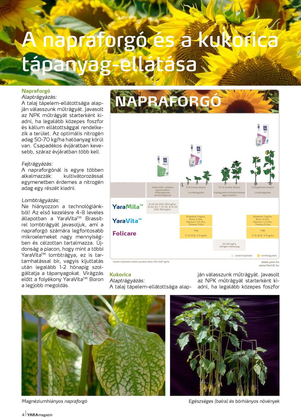 Az optimális nitrogén adag 50-70 kg/ha hatóanyag körül összetételek tömegszázalékban megadva van. Csapadékos *EDTA.kelát formában évjáratban kevesebb, száraz évjáratban több kell.