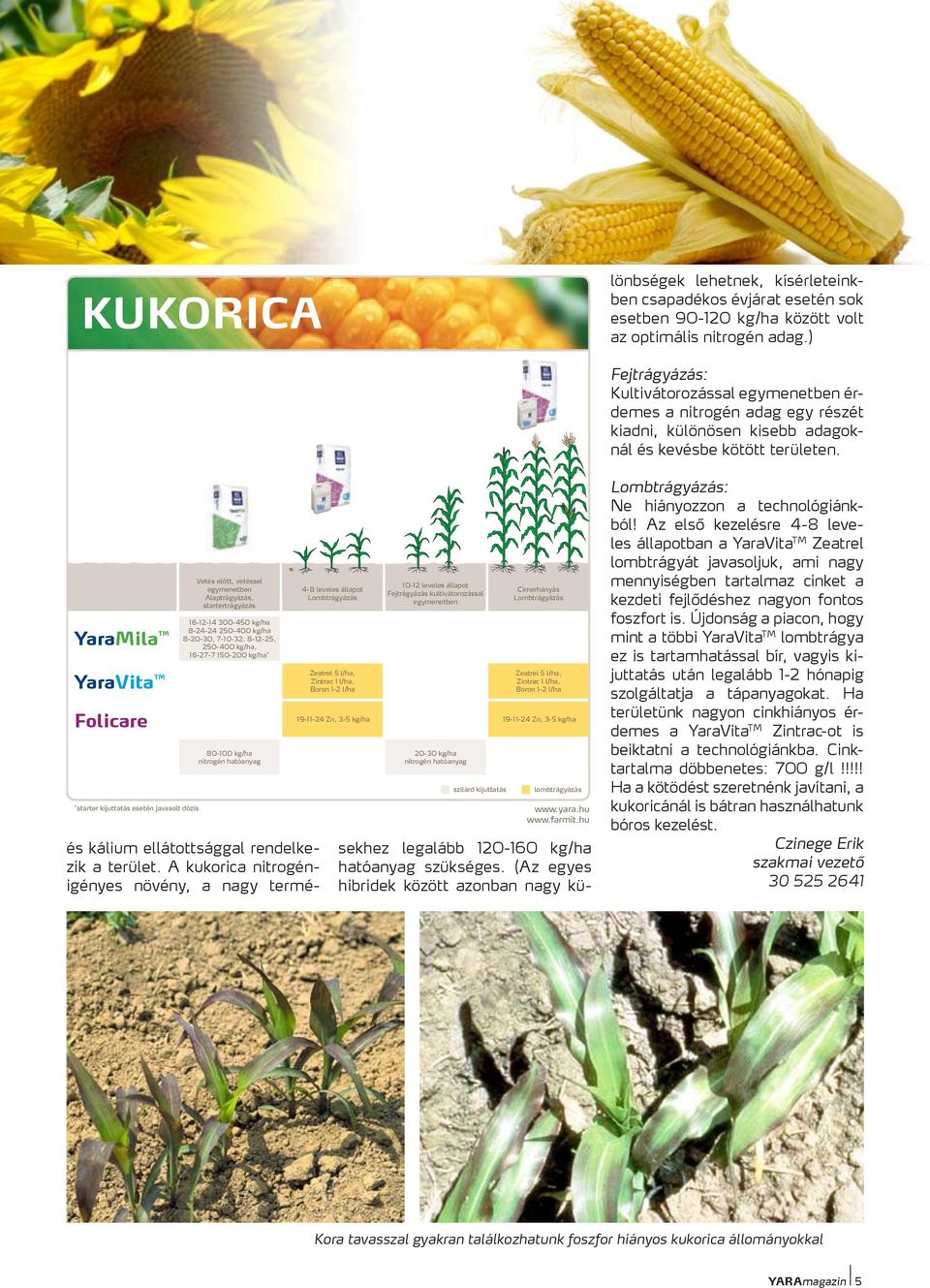 Boron 1-2 l/ha 10-12 leveles állapot Fejtrágyázás kultivátorozással egymenetben 20-30 kg/ha nitrogén hatóanyag Címerhányás Lombtrágyázás Zeatrel 5 l/ha, Zintrac 1 l/ha, Boron 1-2 l/ha 19-11-24 Zn,