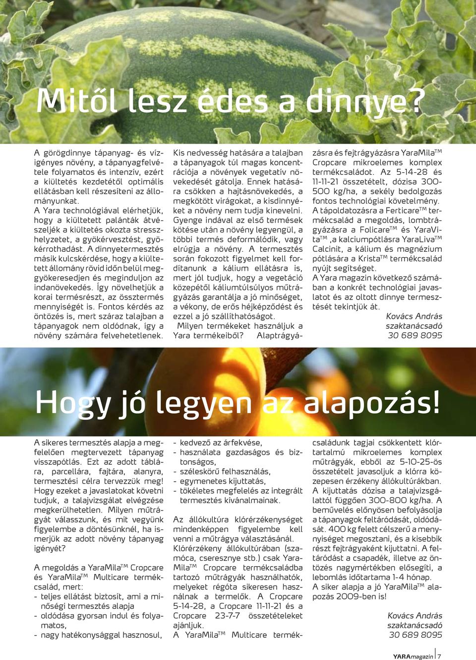 A dinnyetermesztés másik kulcskérdése, hogy a kiültetett állomány rövid időn belül meggyökeresedjen és meginduljon az indanövekedés. Így növelhetjük a korai termésrészt, az össztermés mennyiségét is.
