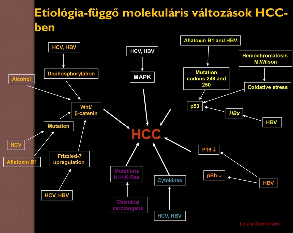 Wilson Alcohol Dephosphorylation MAPK Mutation codons 249 and 250 Oxidative stress Wnt/