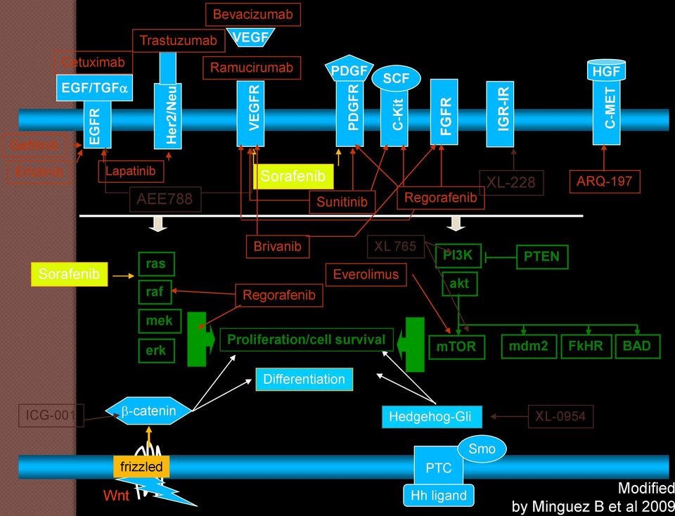 raf Brivanib Regorafenib XL 765 Everolimus PI3K akt PTEN mek erk Proliferation/cell survival mtor mdm2 FkHR BAD