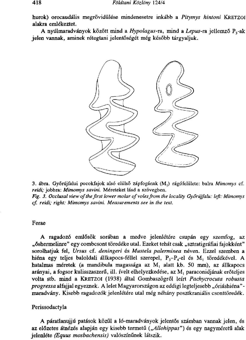 Győrújfalui pocokfajok alsó elülső zápfogának (M,) rágófelülete: balra Mimotnys cf. reidi; jobbra: Mimotnys savini. Méreteket lásd a szövegben. Fig. 3.