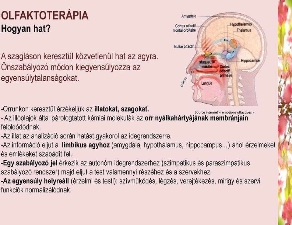 -Az illat az analizáció során hatást gyakorol az idegrendszerre. -Az információ eljut a limbikus agyhoz (amygdala, hypothalamus, hippocampus ) ahol érzelmeket és emlékeket szabadít fel.