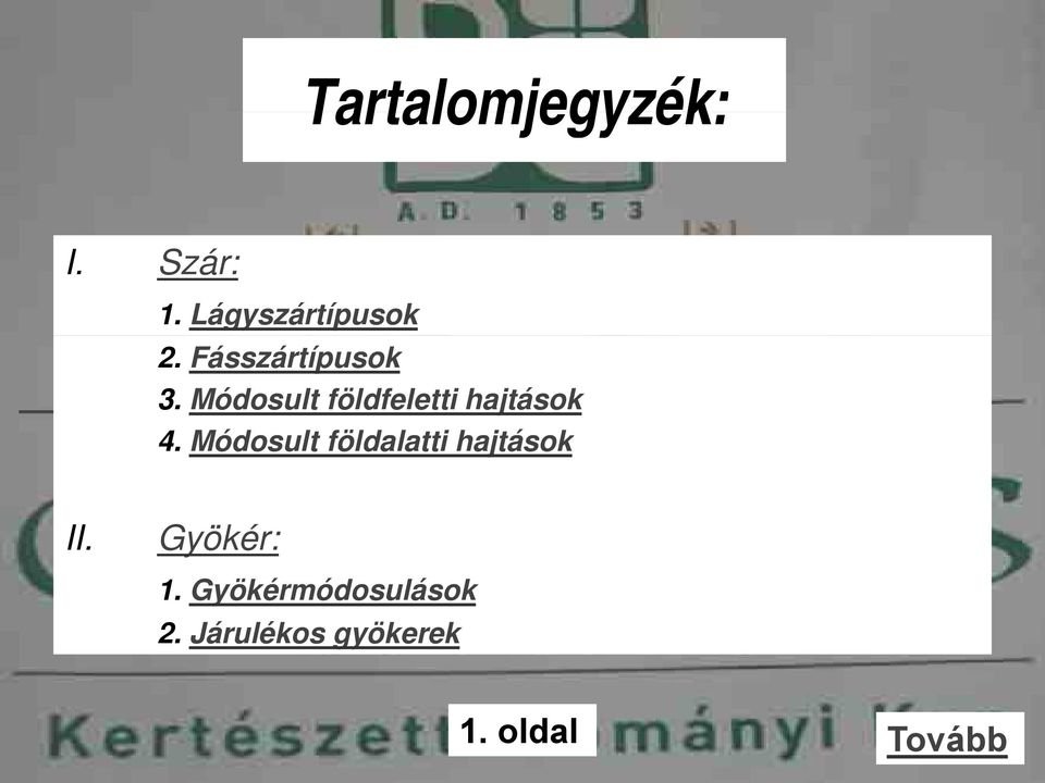 Módosult földalatti hajtások II. Gyökér: 1.