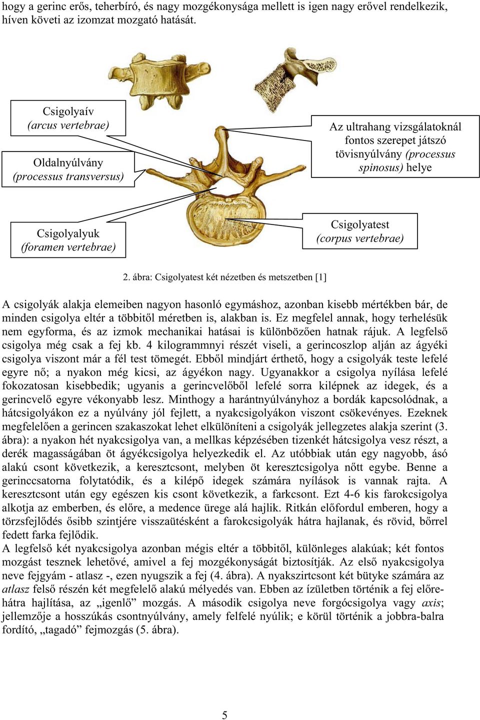Csigolyatest (corpus vertebrae).