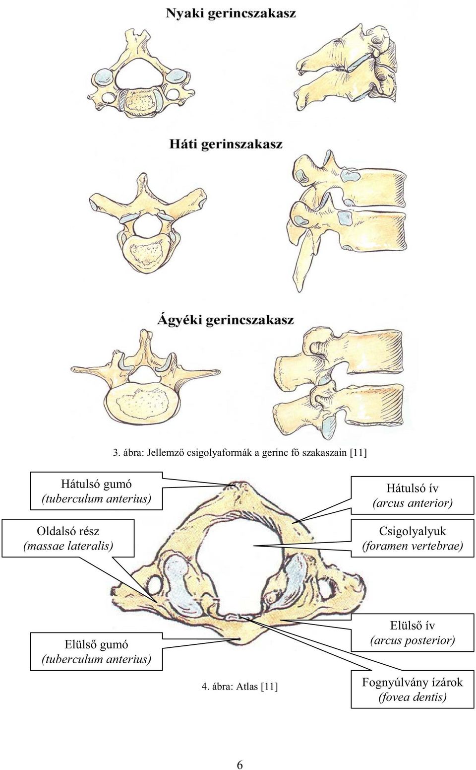 anterior) Csigolyalyuk (foramen vertebrae) Elüls gumó (tuberculum anterius)