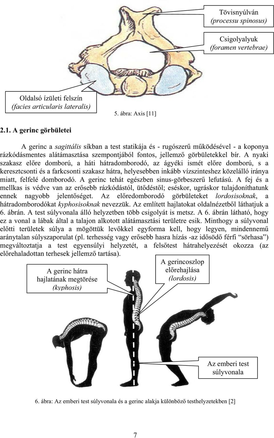 A nyaki szakasz elre domború, a háti hátradomborodó, az ágyéki ismét elre domború, s a keresztcsonti és a farkcsonti szakasz hátra, helyesebben inkább vízszinteshez közelálló iránya miatt, felfelé