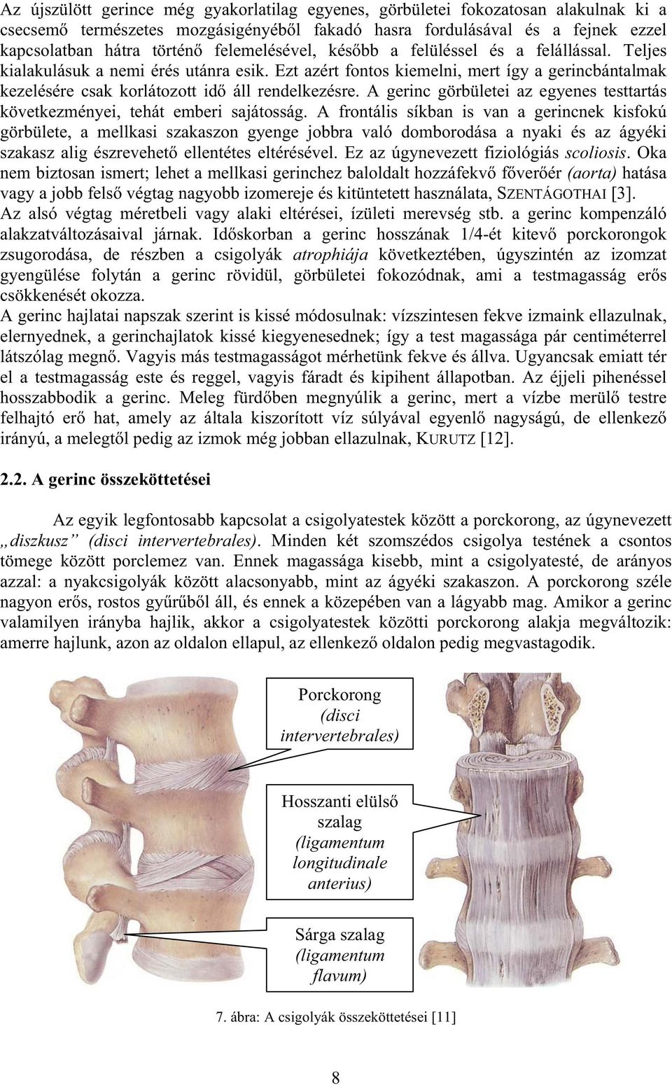 A gerinc görbületei az egyenes testtartás következményei, tehát emberi sajátosság.