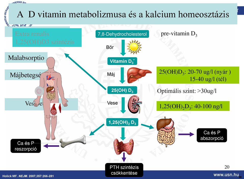 (nyár ) 15-40 ug/l (tél) 25(OH) D 3 Optimális szint: >30ug/l Vesebetegség Vese 1,25(OH) 2 D 3 : 40-100 ng/l