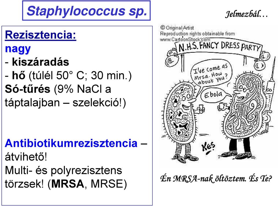 30 min.) Só-tűrés (9% NaCl a táptalajban szelekció!