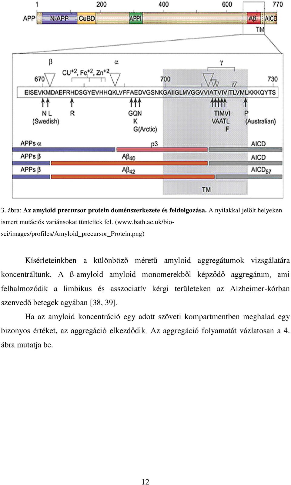 A ß-amyloid amyloid monomerekből képződő aggregátum, ami felhalmozódik a limbikus és asszociatív kérgi területeken az Alzheimer-kórban szenvedő betegek agyában