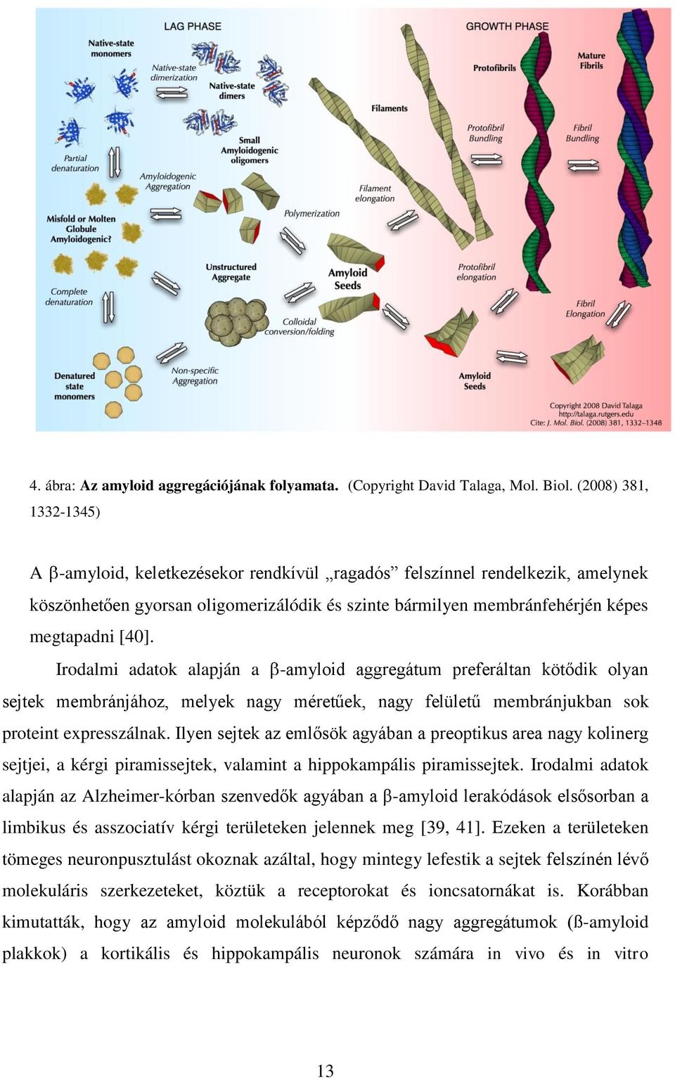 Irodalmi adatok alapján a -amyloid aggregátum preferáltan kötődik olyan sejtek membránjához, melyek nagy méretűek, nagy felületű membránjukban sok proteint expresszálnak.