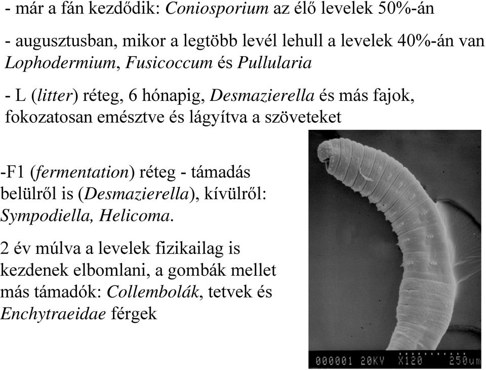 lágyítva a szöveteket -F1 (fermentation) réteg - támadás belülről is (Desmazierella), kívülről: Sympodiella, Helicoma.