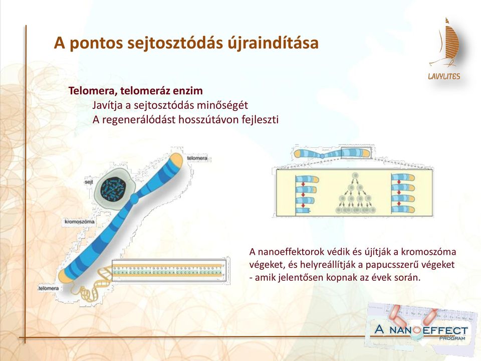 fejleszti A nanoeffektorok védik és újítják a kromoszóma végeket,