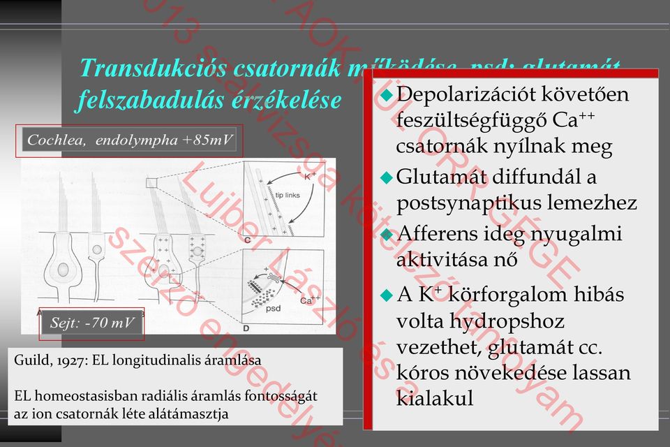 követően feszültségfüggő Ca ++ csatornák nyílnak meg Glutamát diffundál a postsynaptikus lemezhez Afferens