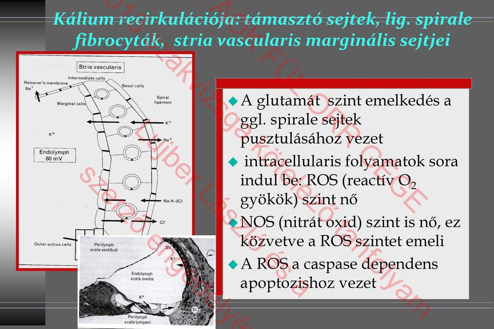 spirale sejtek pusztulásához vezet intracellularis folyamatok sora indul be: ROS