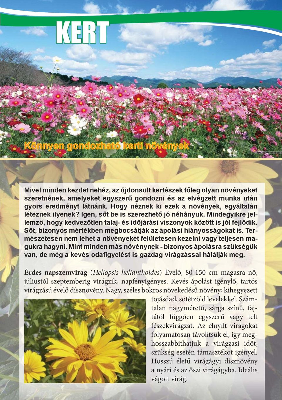 szükség esetén támasztékot igényel. Hosszú életű virágágyi dísznövény a  nyári és az őszi virágágyba. Ideális vágott virág. - PDF Free Download