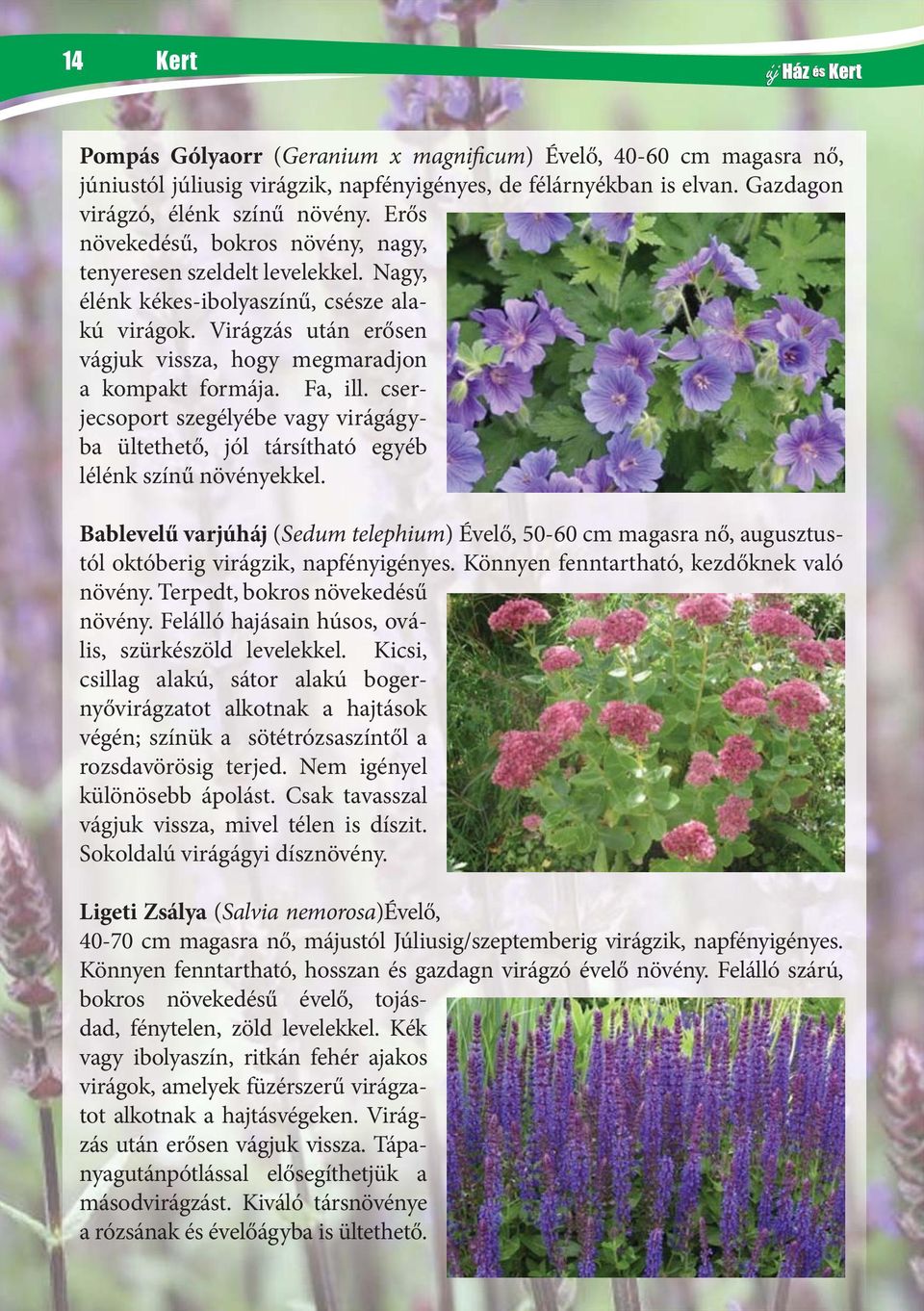 Fa, ill. cserjecsoport szegélyébe vagy virágágyba ültethető, jól társítható egyéb lélénk színű növényekkel.