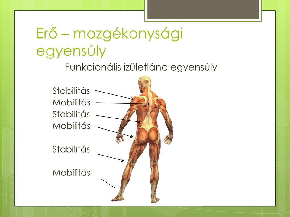 egyensúly Stabilitás Mobilitás