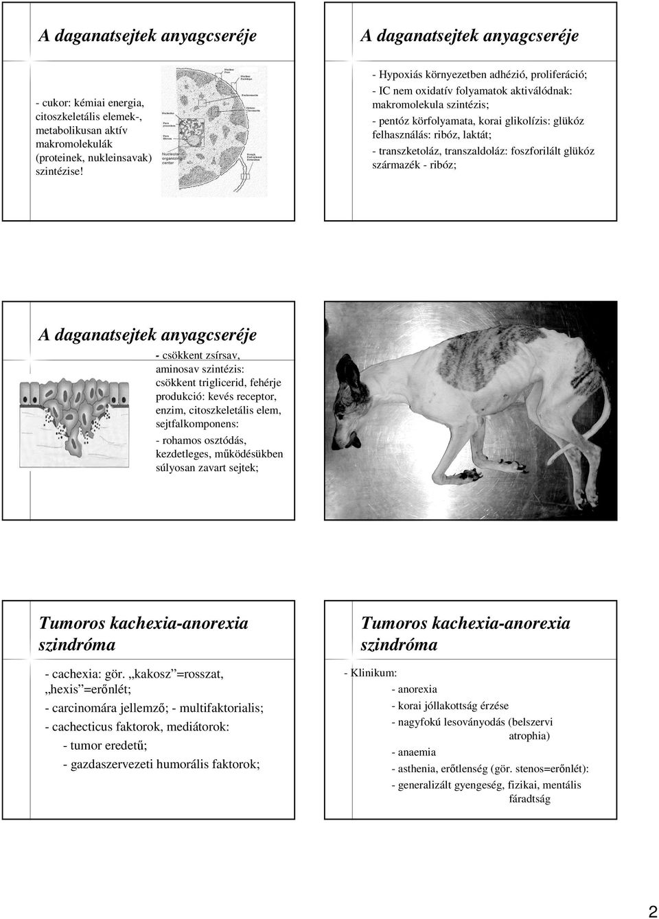 transzketoláz, transzaldoláz: foszforilált glükóz származék - ribóz; A daganatsejtek anyagcseréje - csökkent zsírsav, aminosav szintézis: csökkent triglicerid, fehérje produkció: kevés receptor,