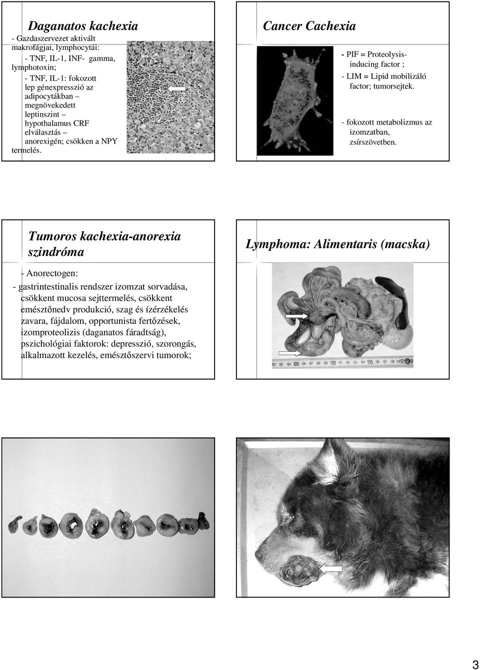 - fokozott metabolizmus az izomzatban, zsírszövetben.