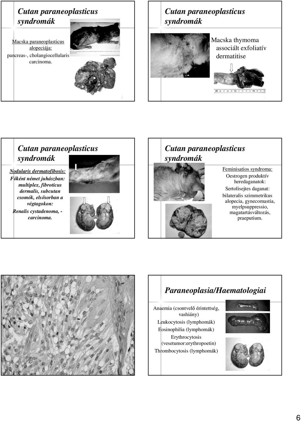 heredaganatok: Sertolisejtes daganat: bilateralis szimmetrikus alopecia, gynecomastia, myelpsuppressio, magatartásváltozás, praeputium.
