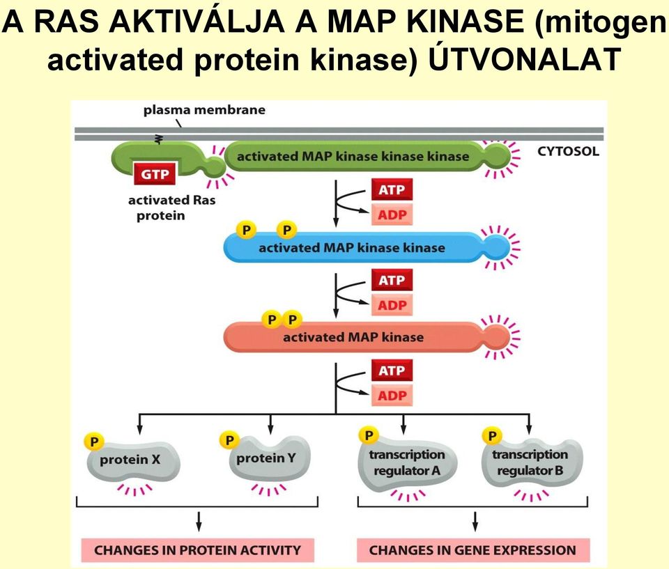 (mitogen activated