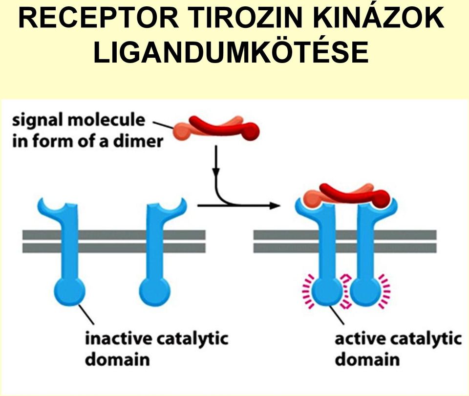 KINÁZOK