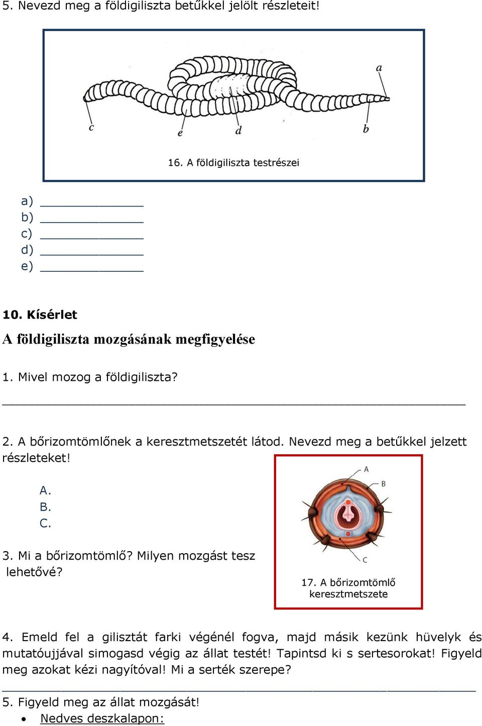 Milyen mozgást tesz lehetővé? 17. A bőrizomtömlő keresztmetszete 4.