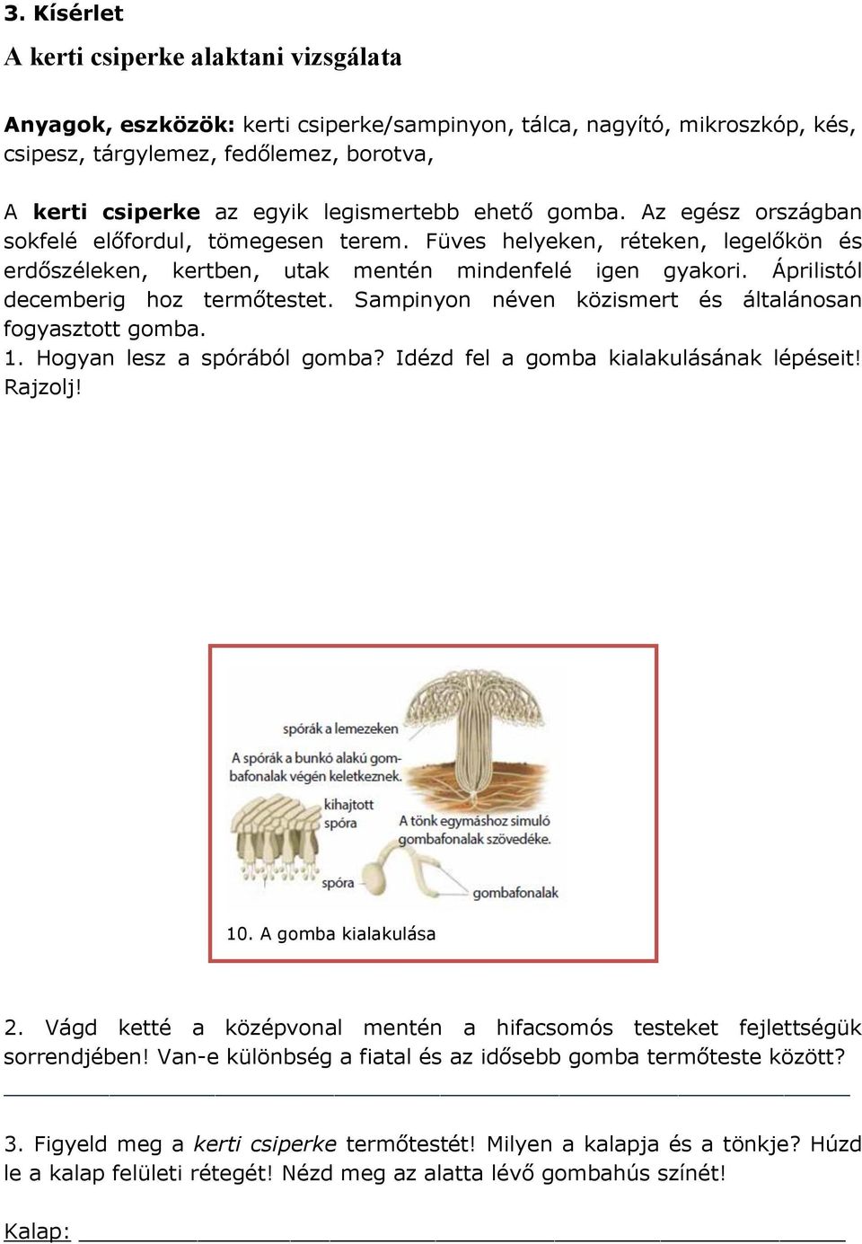 Áprilistól decemberig hoz termőtestet. Sampinyon néven közismert és általánosan fogyasztott gomba. 1. Hogyan lesz a spórából gomba? Idézd fel a gomba kialakulásának lépéseit! Rajzolj! 10.