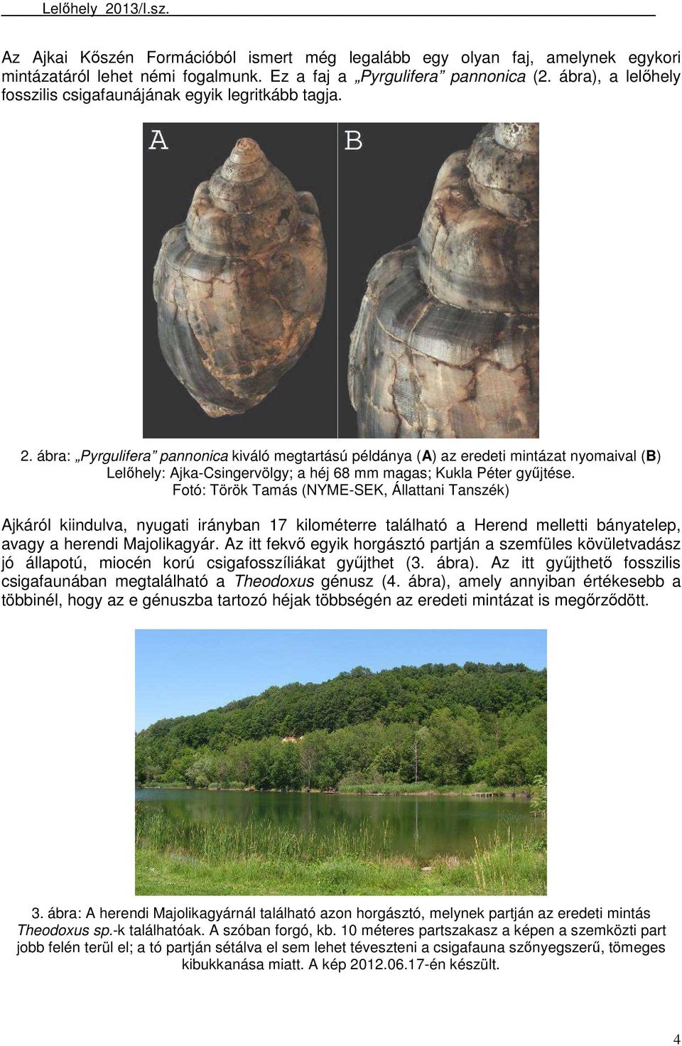 ábra: Pyrgulifera pannonica kiváló megtartású példánya (A) az eredeti mintázat nyomaival (B) Lelıhely: Ajka-Csingervölgy; a héj 68 mm magas; Kukla Péter győjtése.