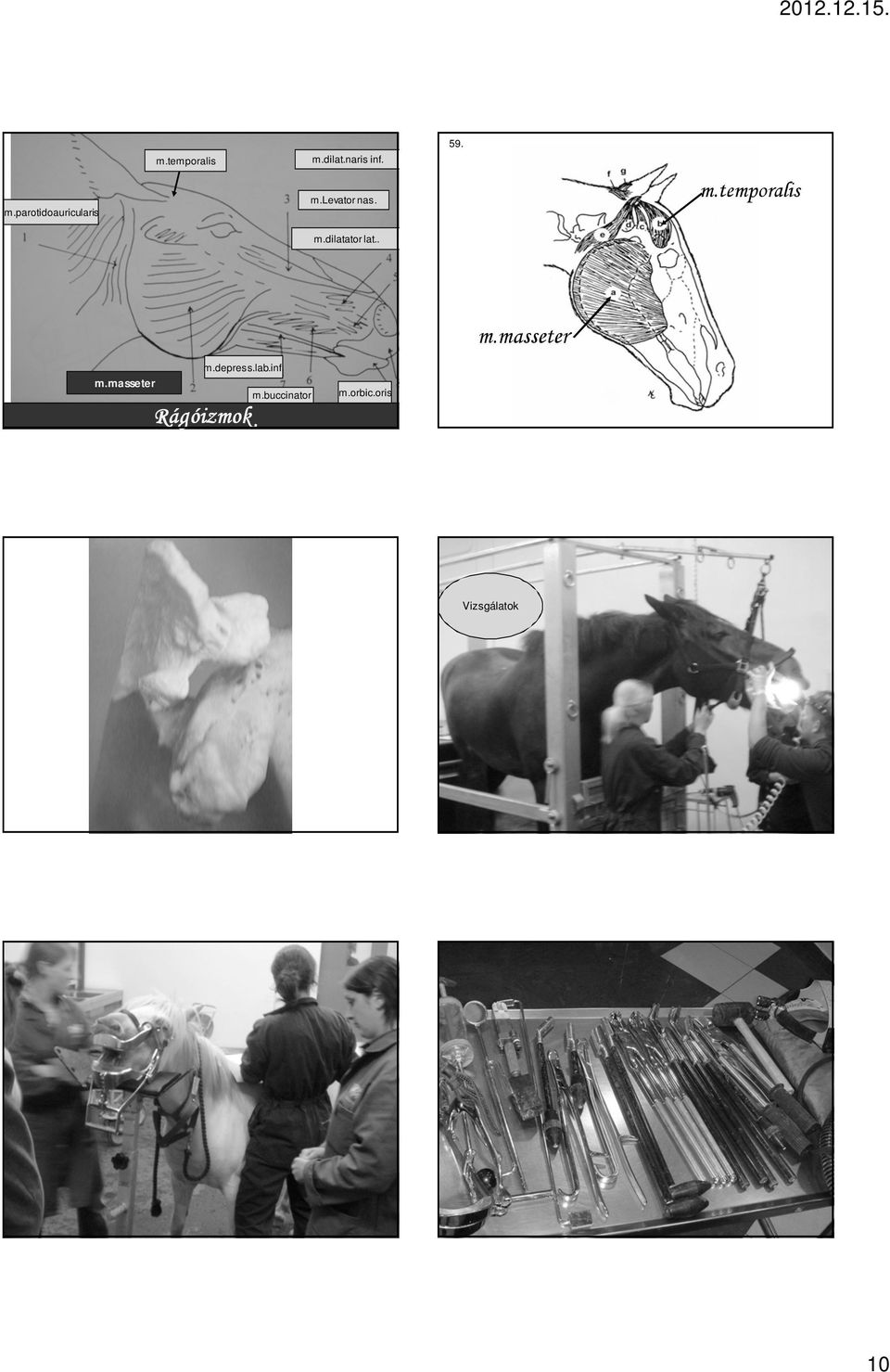 m.temporalis m.masseter m.depress.lab.inf. m.masseter m.buccinator Rágóizmok m.