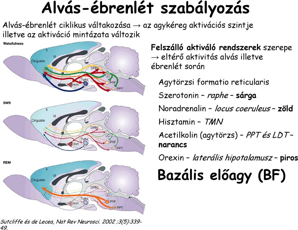mintázata változik Felszálló aktiváló rendszerek szerepe eltérő aktivitás alvás illetve ébrenlét során Agytörzsi