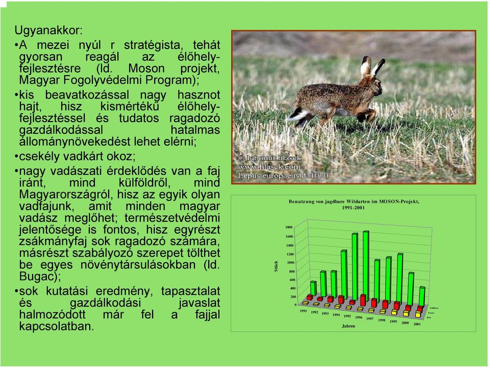 csekély vadkárt okoz; nagy vadászati érdeklődés van a faj iránt, mind külföldről, mind Magyarországról, hisz az egyik olyan vadfajunk, amit minden magyar vadász meglőhet; természetvédelmi jelentősége