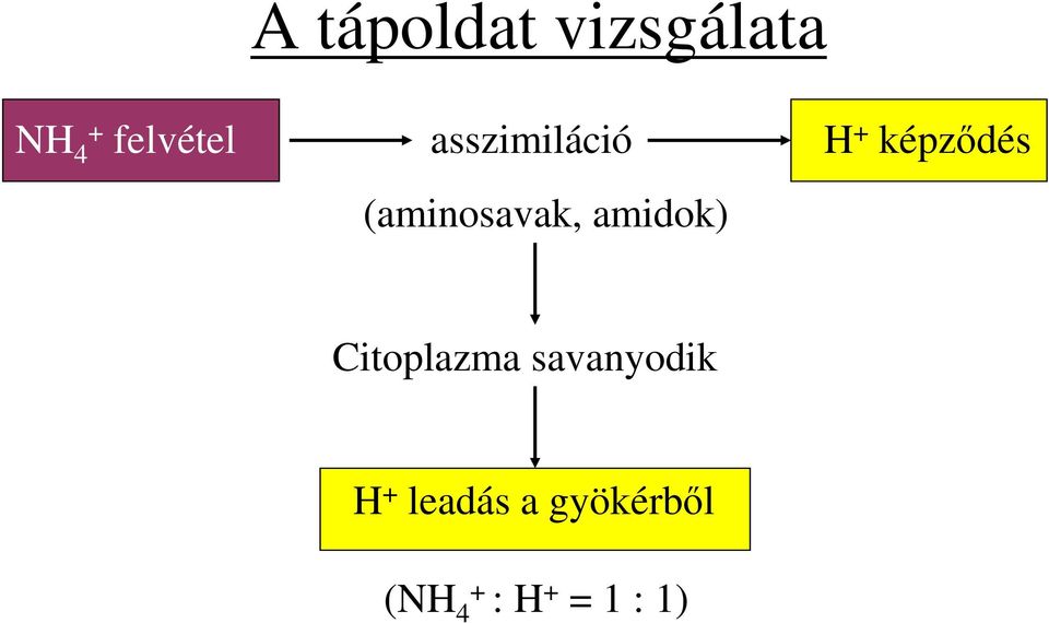 (aminosavak, amidok) Citoplazma