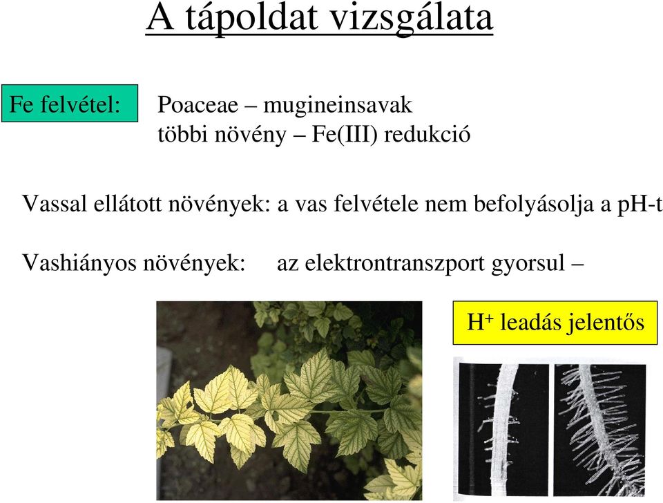 ellátott növények: a vas felvétele nem befolyásolja a