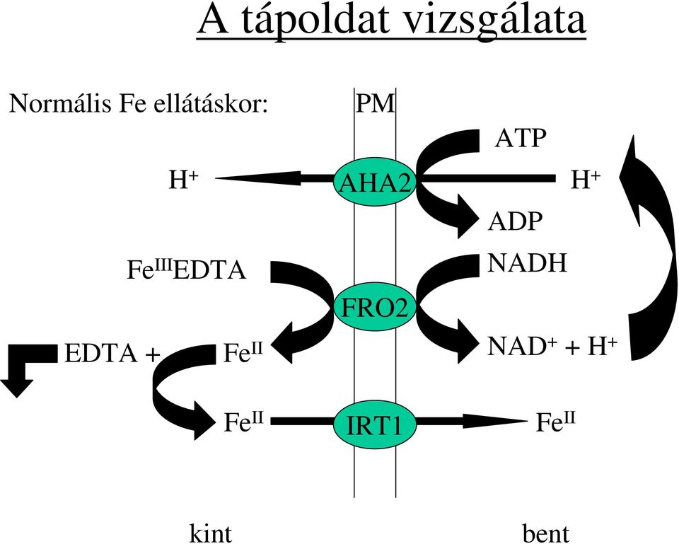 Fe II PM AHA2 FRO2 ATP ADP NADH H +
