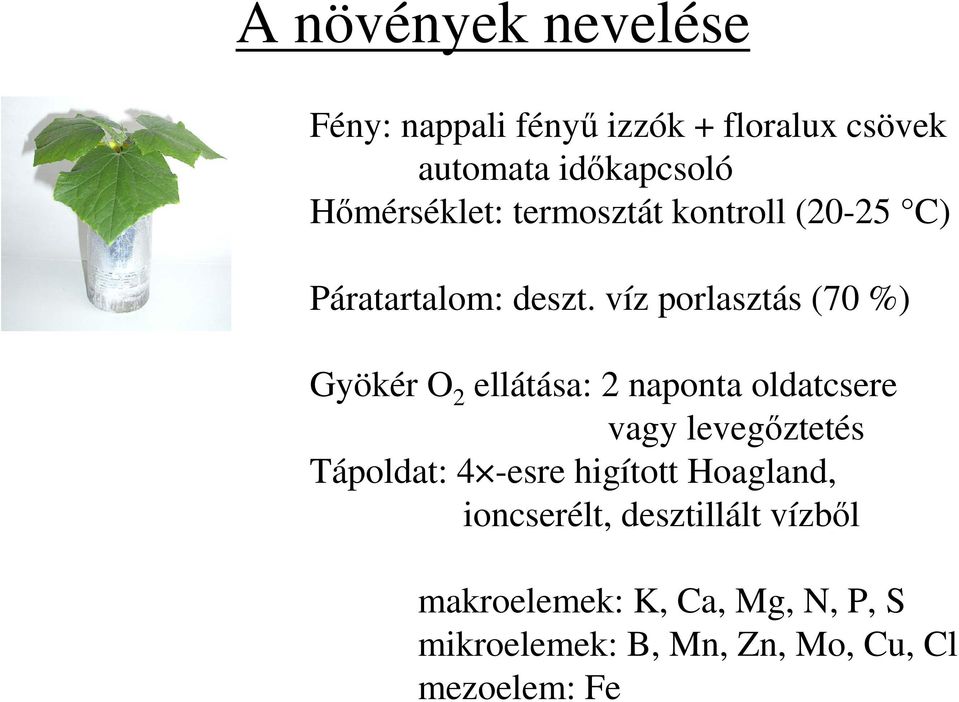 víz porlasztás (70 %) Gyökér O 2 ellátása: 2 naponta oldatcsere vagy levegıztetés Tápoldat: 4