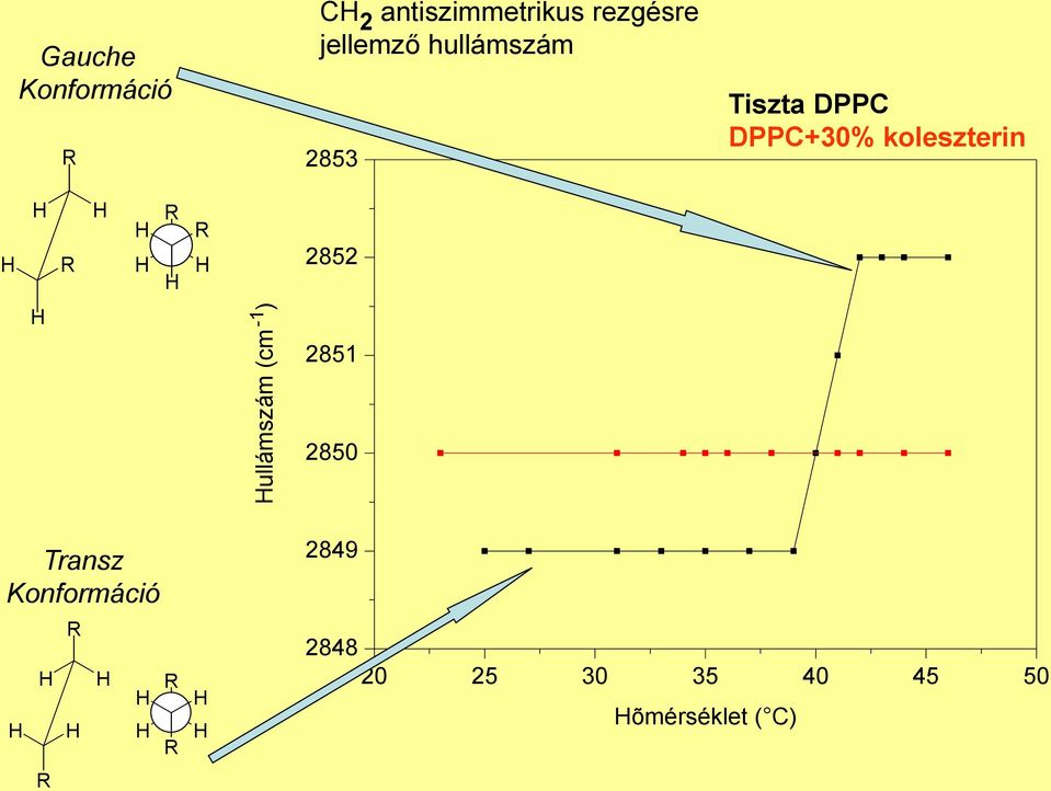 Tiszta DPPC DPPC+30% koleszterin R R R 2852 2851 2850