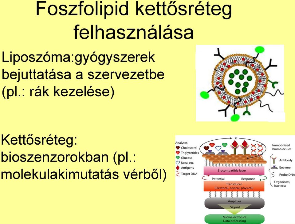 szervezetbe (pl.