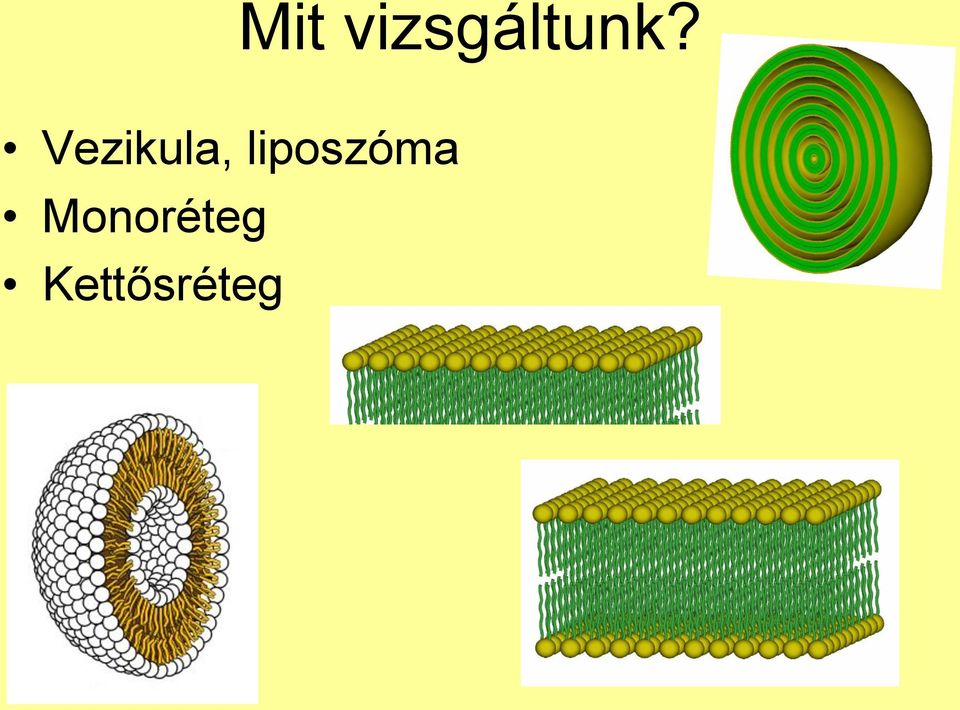 Vezikula,