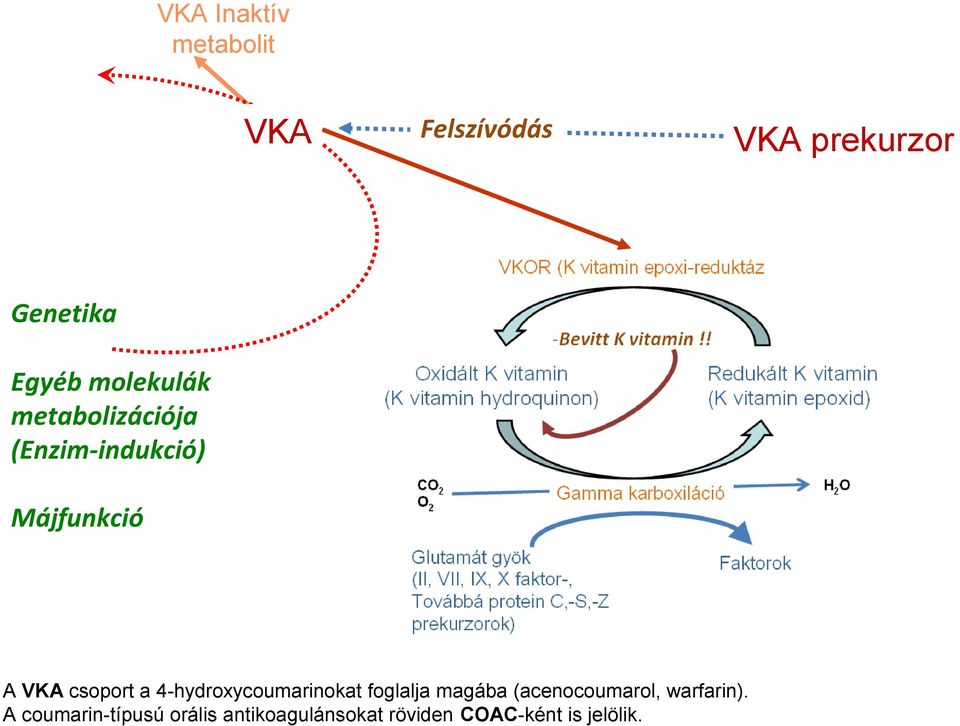 a 4-hydroxycoumarinokat foglalja magába (acenocoumarol, warfarin).