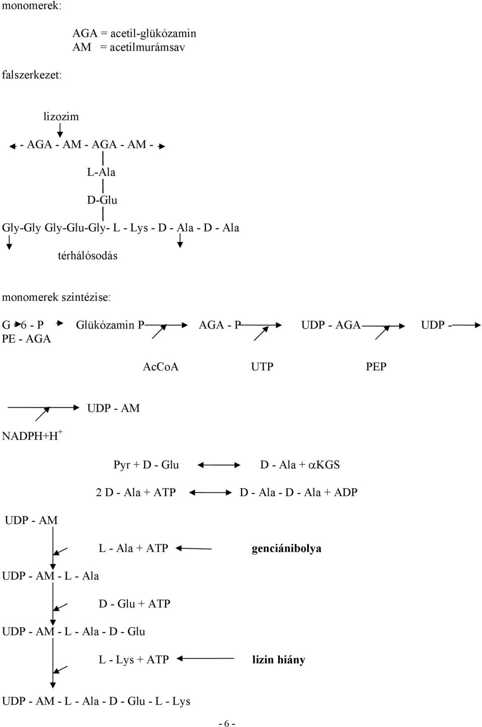 AGA AcCoA UTP PEP ADP+ + UDP - AM Pyr + D - Glu D - Ala + αkg 2 D - Ala + ATP D - Ala - D - Ala + ADP UDP - AM L - Ala + ATP
