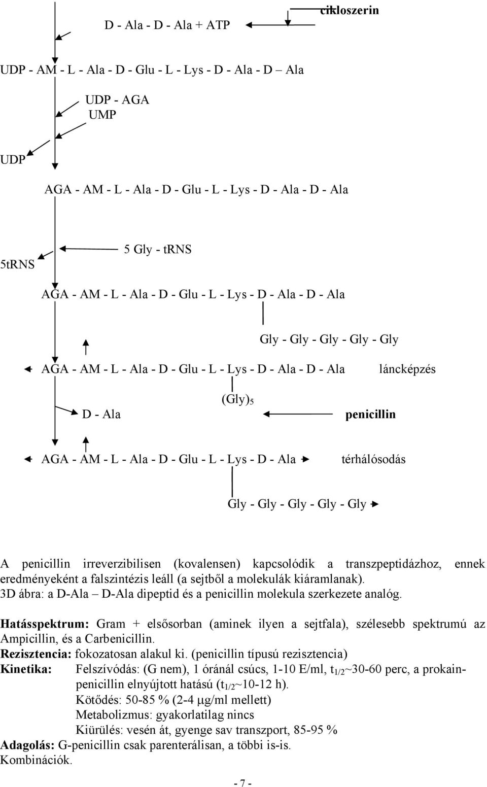L - Lys - D - Ala térhálósodás Gly - Gly - Gly - Gly - Gly A penicillin irreverzibilisen (kovalensen) kapcsolódik a transzpeptidázhoz, ennek eredményeként a falszintézis leáll (a sejtből a molekulák