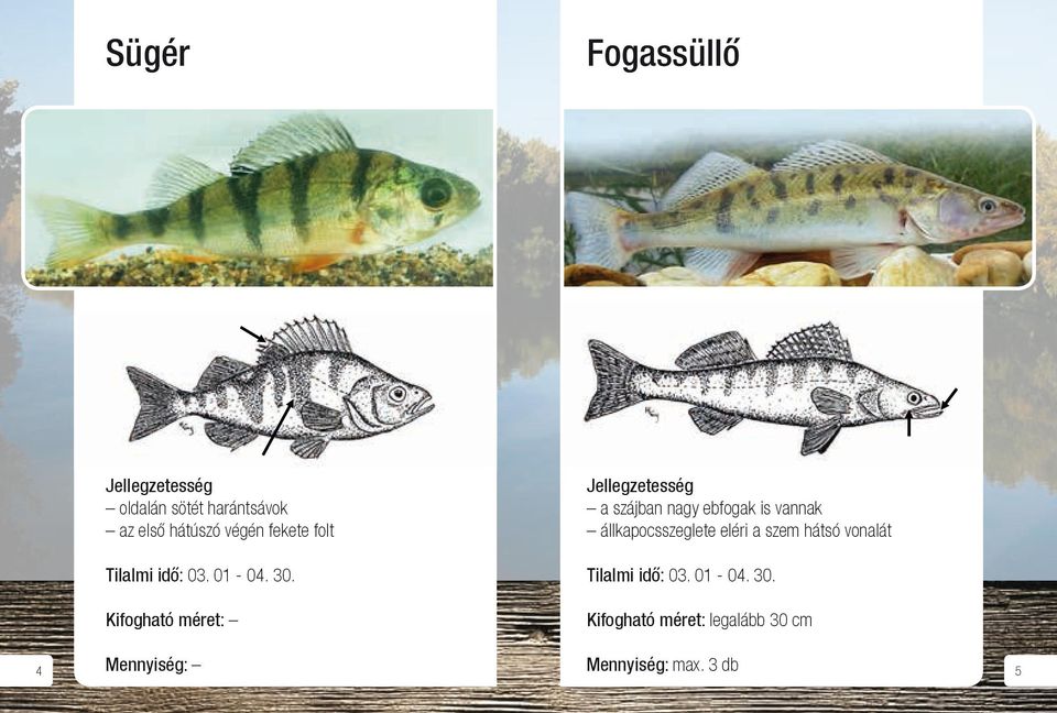 Fogassüllő Sügér: Oldalán sötét harántsávok, az első hátúszója végén fekete folt.