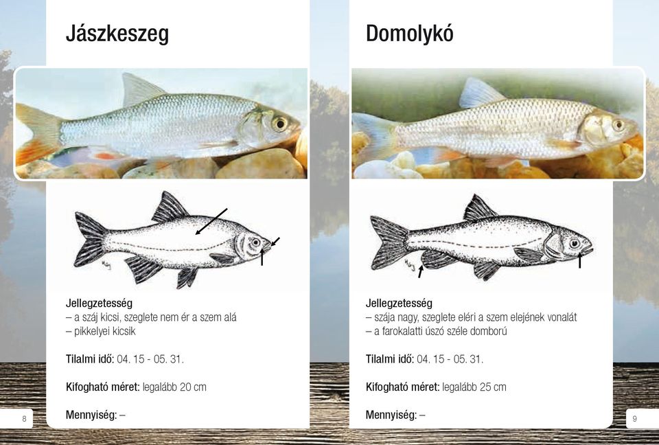 Domolykó Méretkorlátozással és/vagy tilalmi idővel védett fajok: Jászkeszeg Domolykó a száj kicsi, szeglete nem ér a szem alá pikkelyei kicsik szája nagy, szeglete eléri a