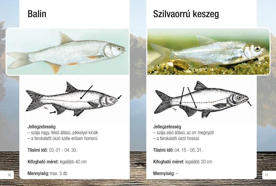 Szilvaorrú keszeg zkeszeg: Szájszeglete nem éri el a szem elejének vonalát, pikkelyei kicsik.