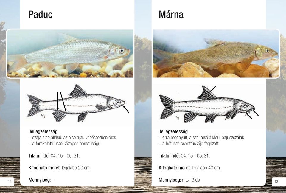 Márna c: Szája alsó állású, alsó ajka éles, farokalatti úszója közepes hosszúságú.
