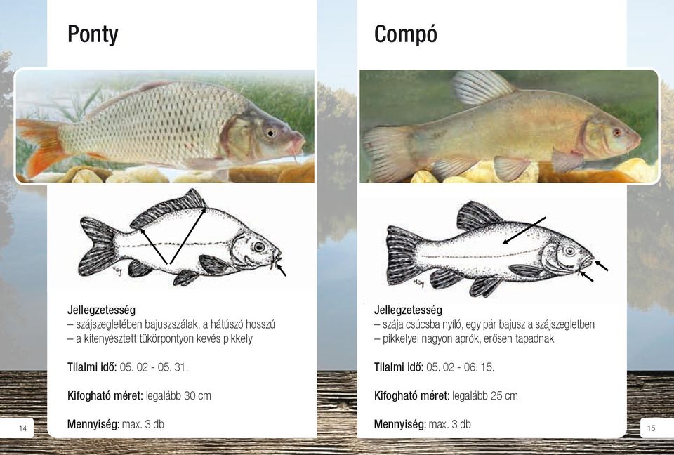 erősen homorú. Ponty Compó szájszegletében bajuszszálak, a hátúszó hosszú a kitenyésztett tükörpontyon kevés pikkely Tilalmi idő: 05. 02-05. 31.