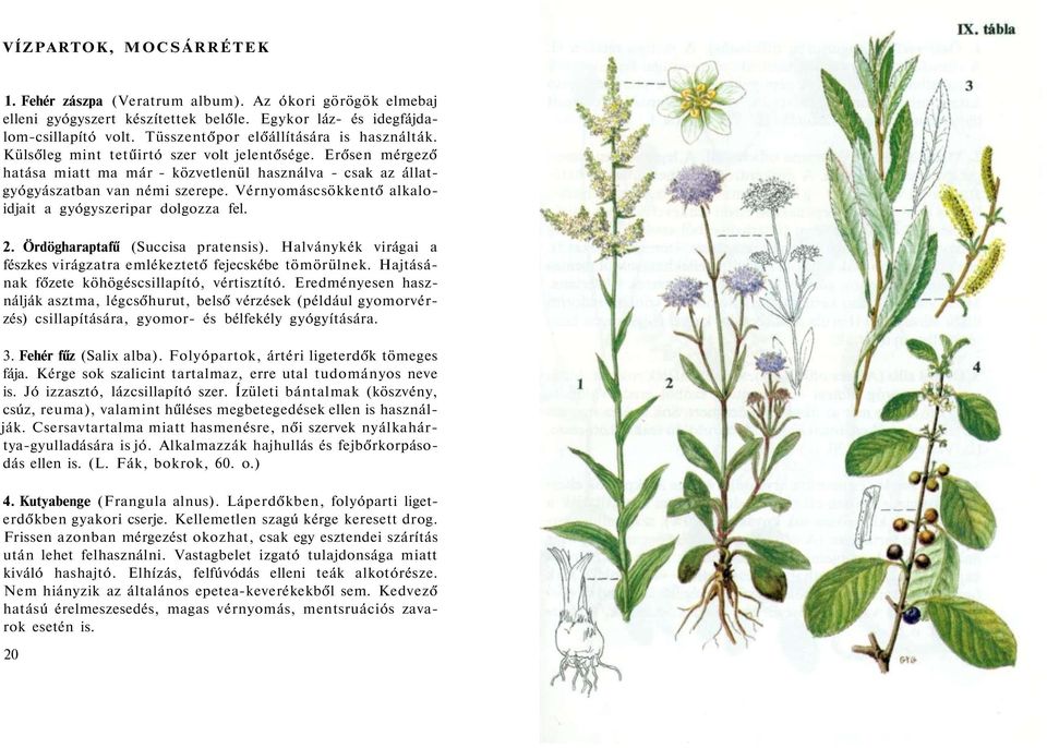 Vérnyomáscsökkentő alkaloidjait a gyógyszeripar dolgozza fel. 2. Ördögharaptafű (Succisa pratensis). Halványkék virágai a fészkes virágzatra emlékeztető fejecskébe tömörülnek.